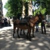 86 Raduno Piacenza